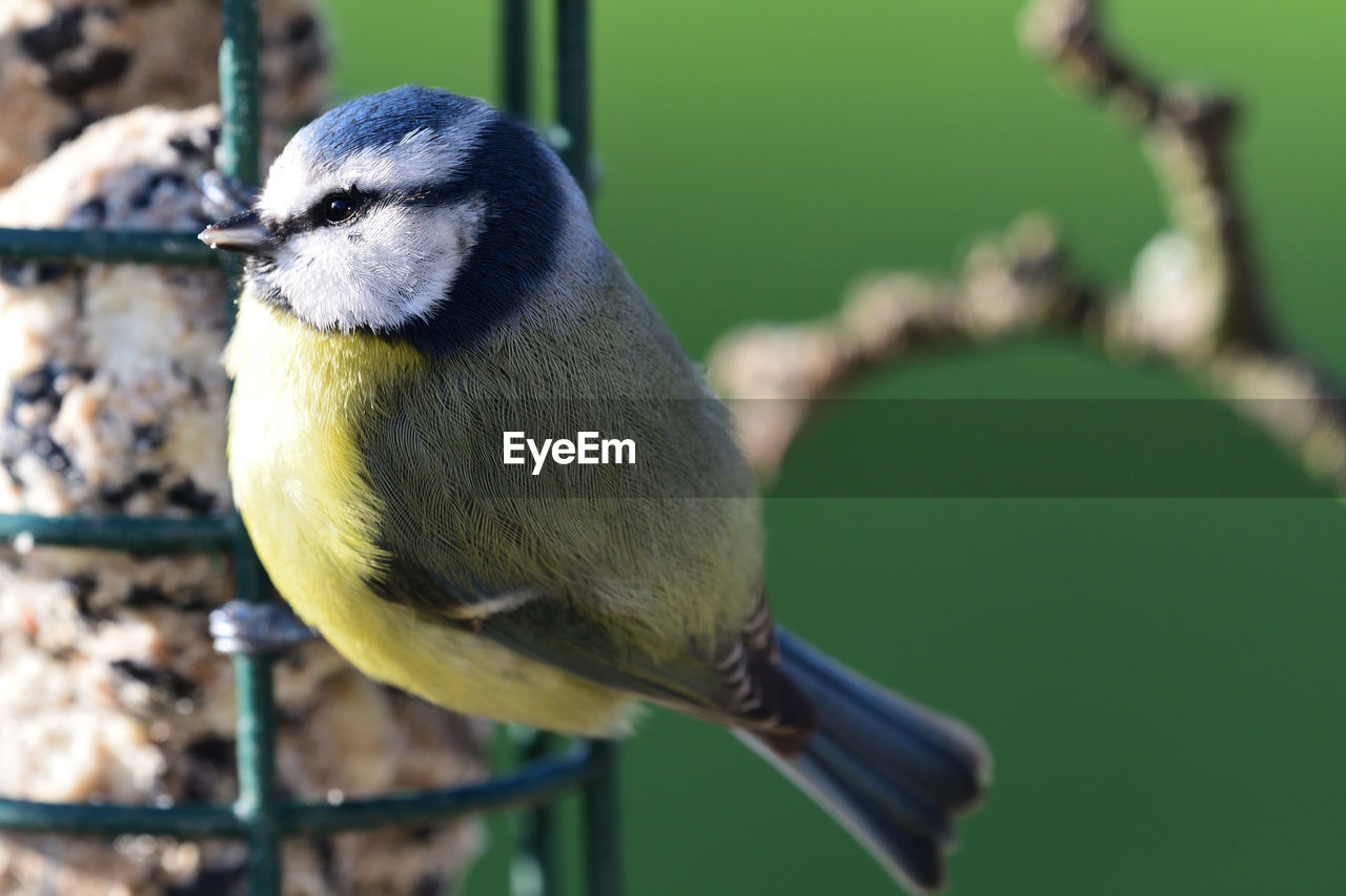 CLOSE-UP OF BIRD PERCHING ON A LEAF