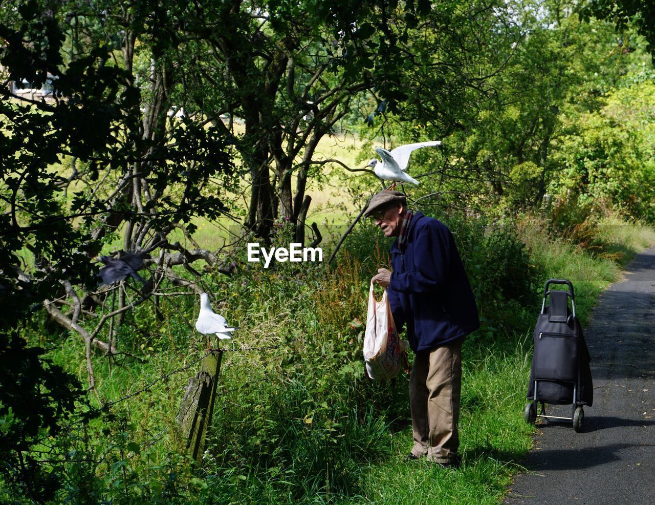 Senior man feeding birds on road