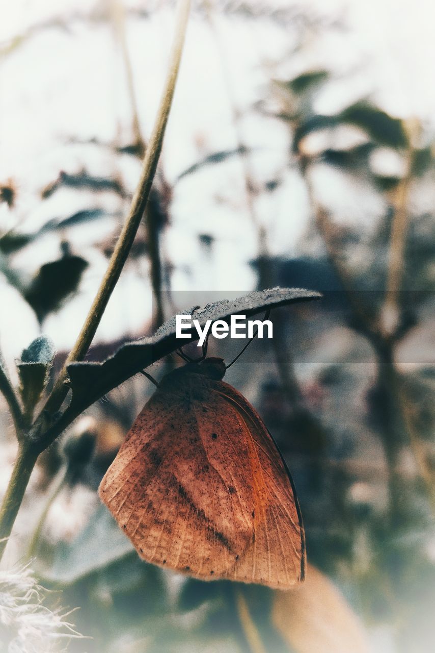 CLOSE-UP OF BUTTERFLY ON TREE