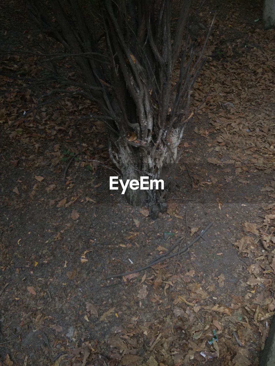 HIGH ANGLE VIEW OF TREE IN FOREST