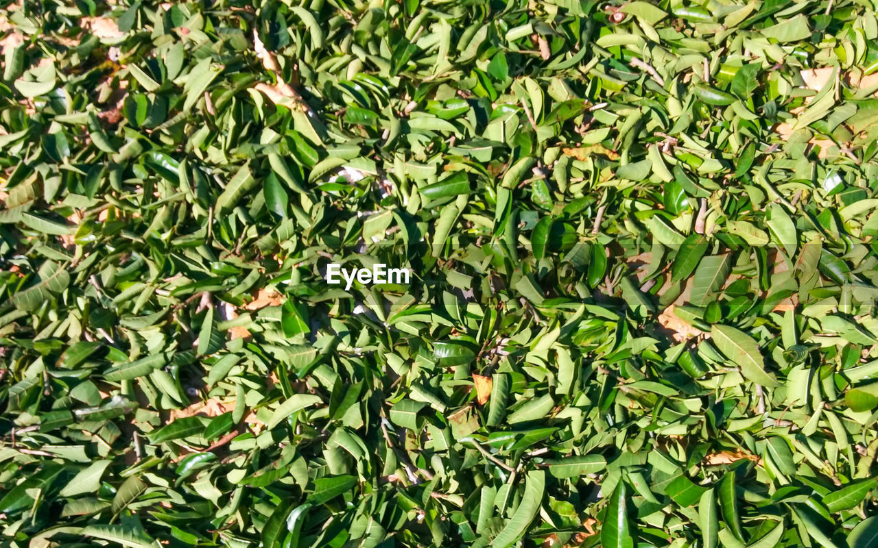 PLANTS GROWING ON FIELD