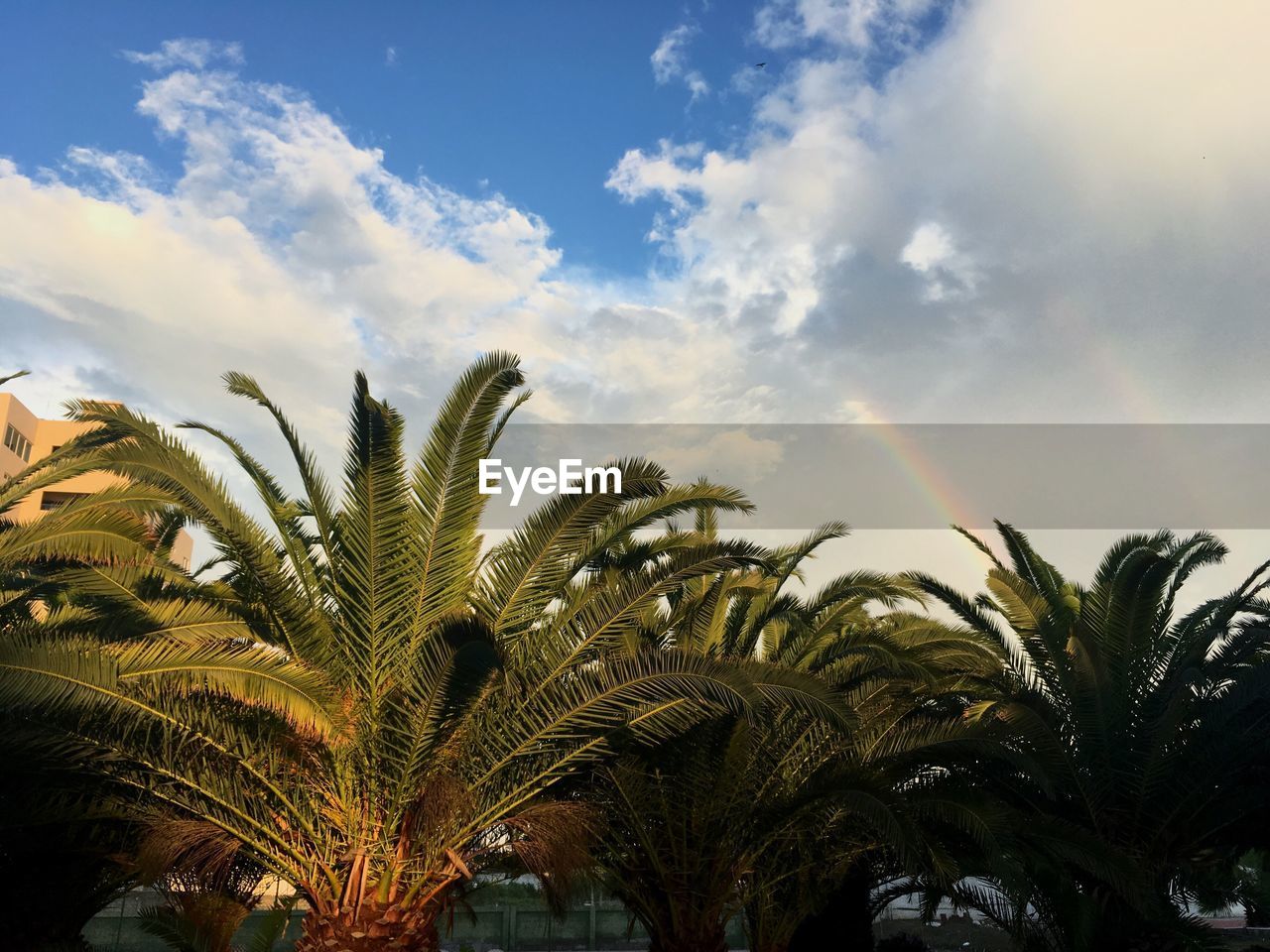 CLOSE-UP OF PALM TREE AGAINST SKY