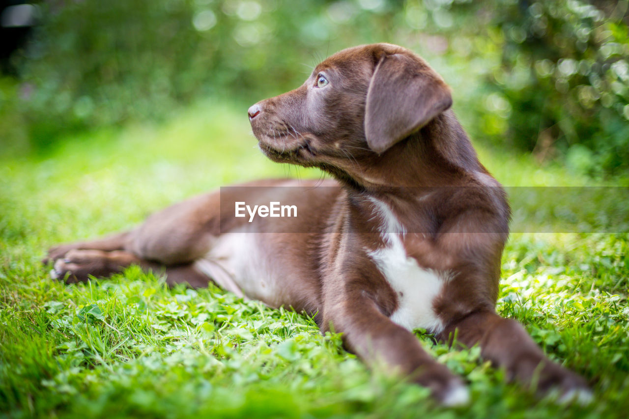 Close-up of dog lying on grass