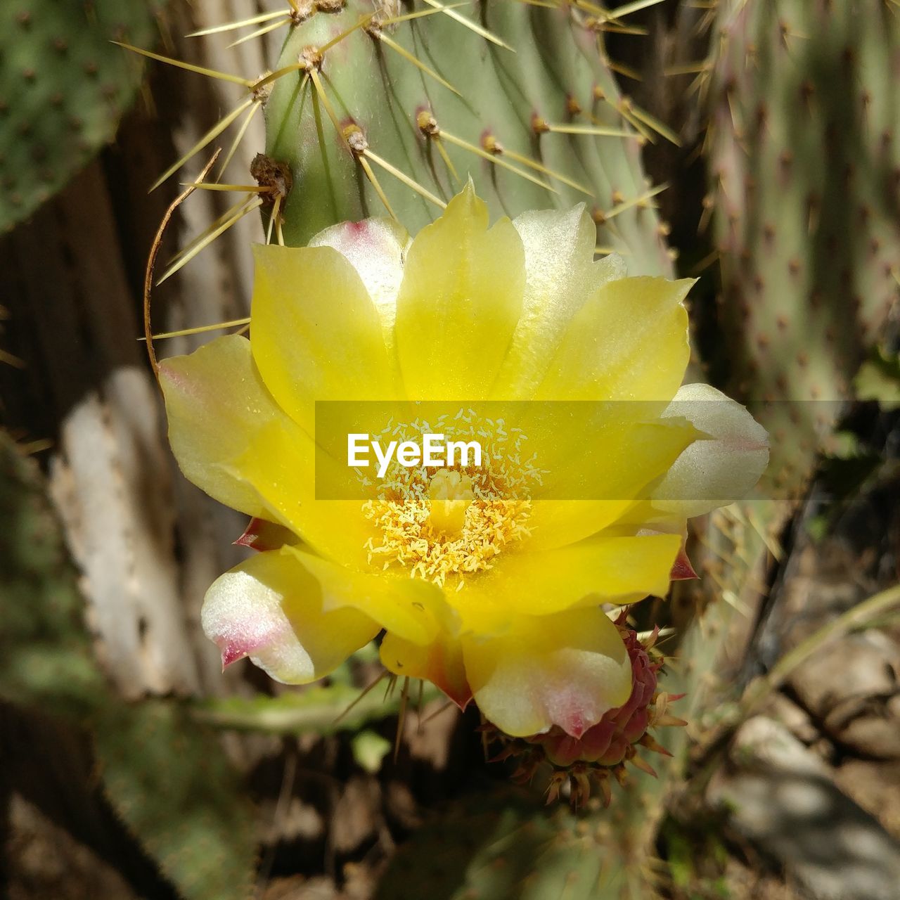 CLOSE-UP OF YELLOW FLOWERS BLOOMING OUTDOORS