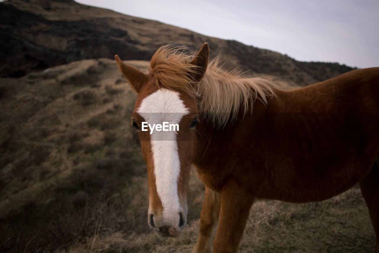 Close-up of a horse on field