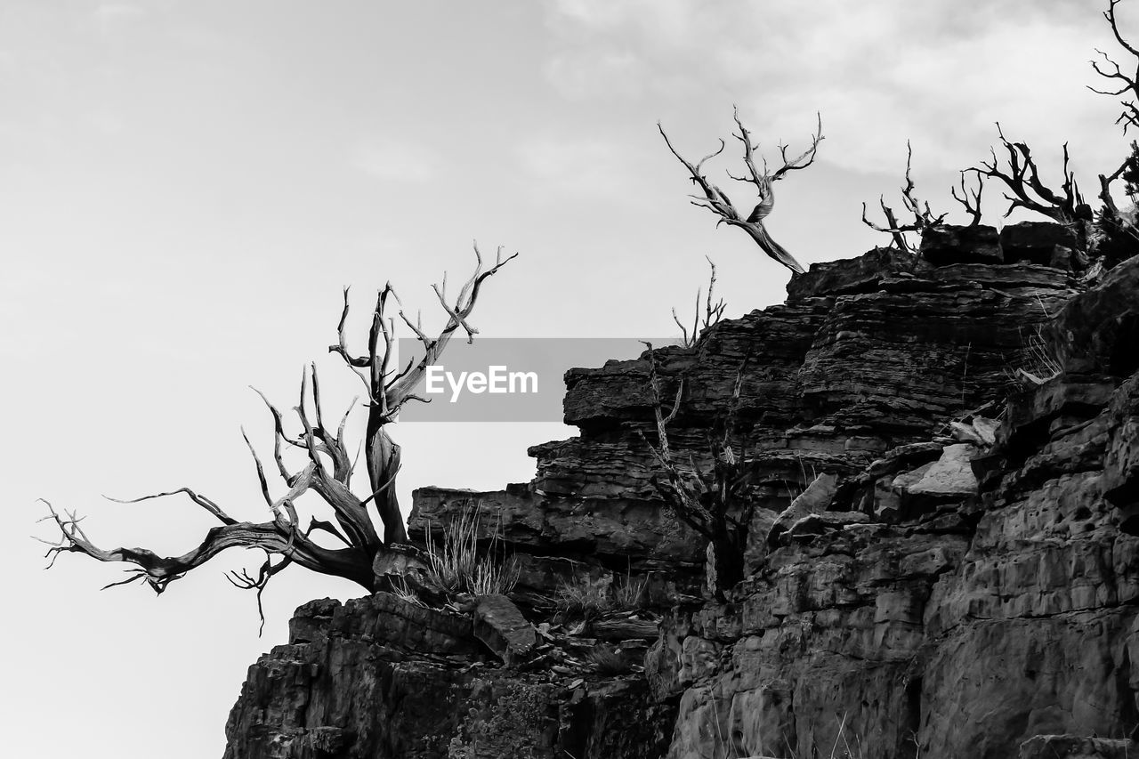 Low angle view of bare trees on rock