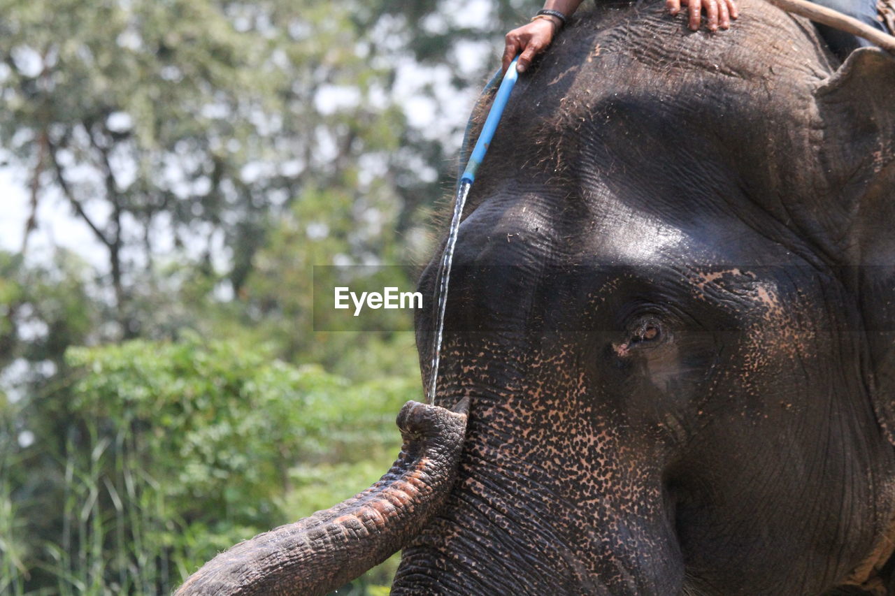 CLOSE-UP OF ELEPHANT IN A FOREST