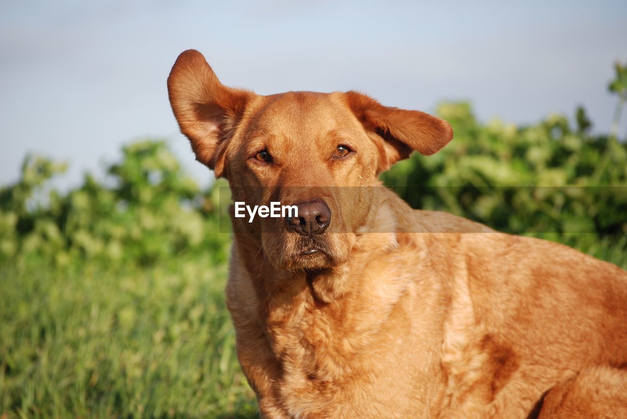 Close-up portrait of dog against sky