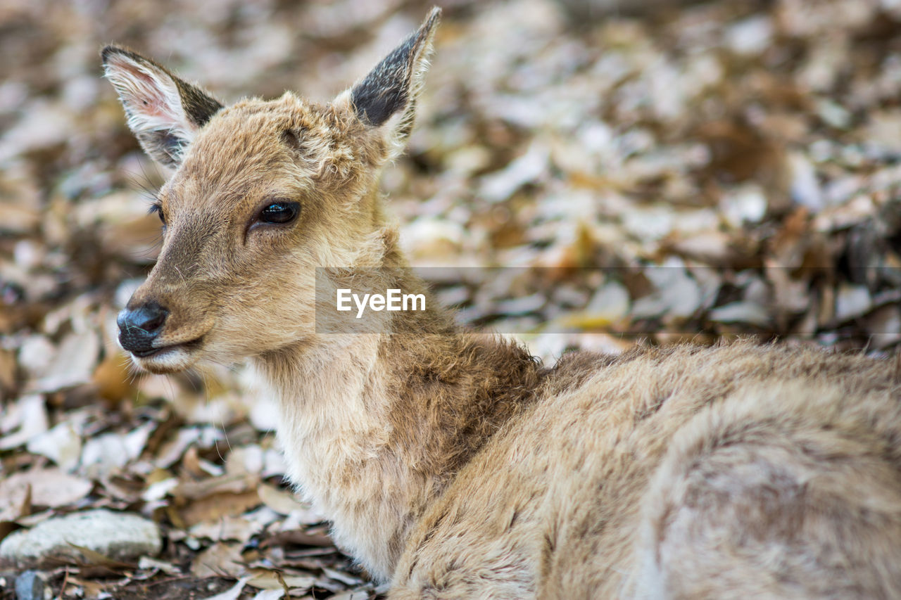 CLOSE-UP PORTRAIT OF DEER ON LAND