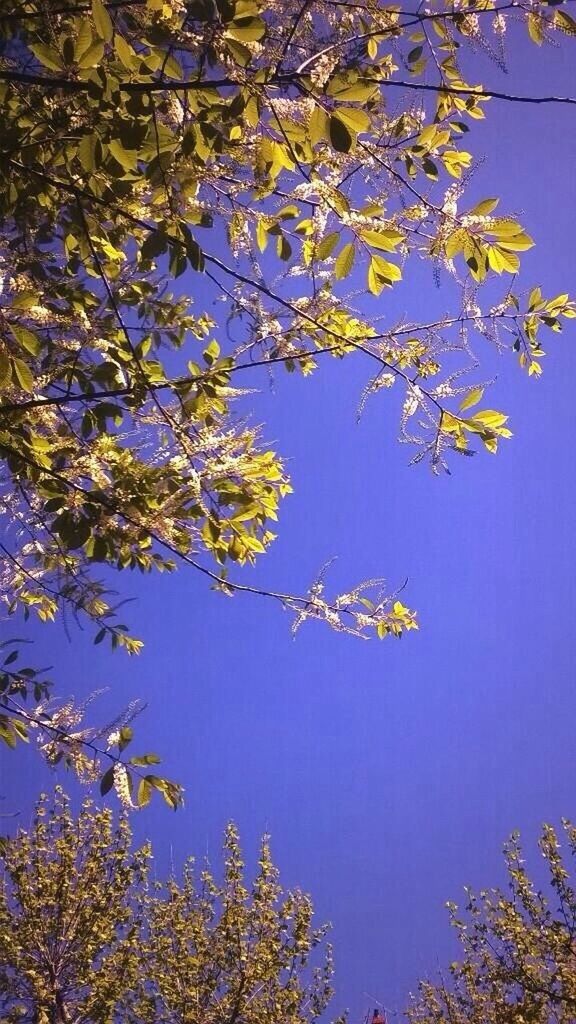 LOW ANGLE VIEW OF TREES AGAINST SKY