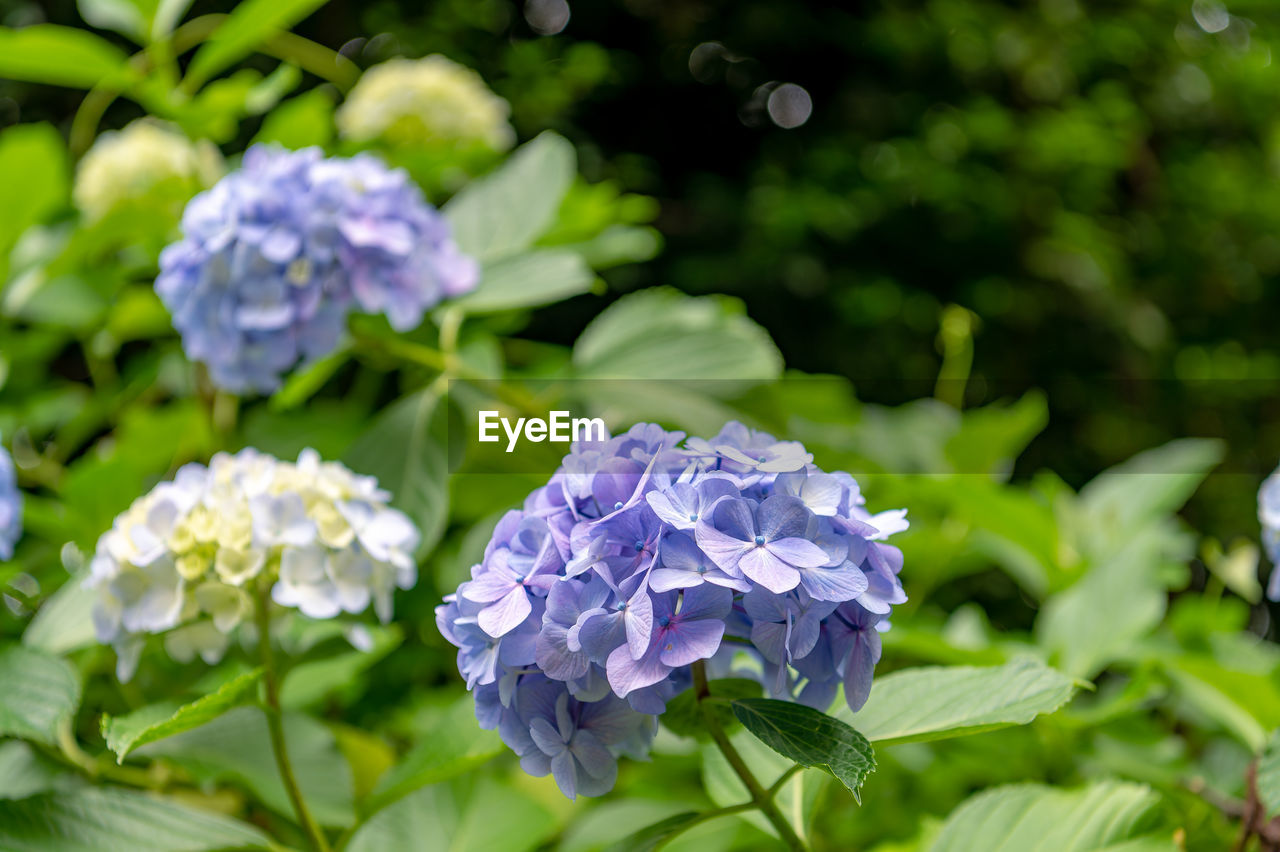 flower, flowering plant, plant, beauty in nature, freshness, plant part, nature, leaf, close-up, purple, hydrangea, hydrangea serrata, garden, fragility, petal, growth, no people, outdoors, summer, green, flower head, inflorescence, botany, food and drink, springtime, day, blue