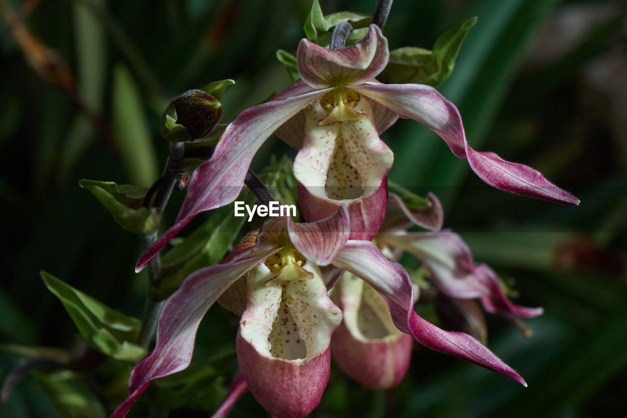 Close-up of wilted flowering plant