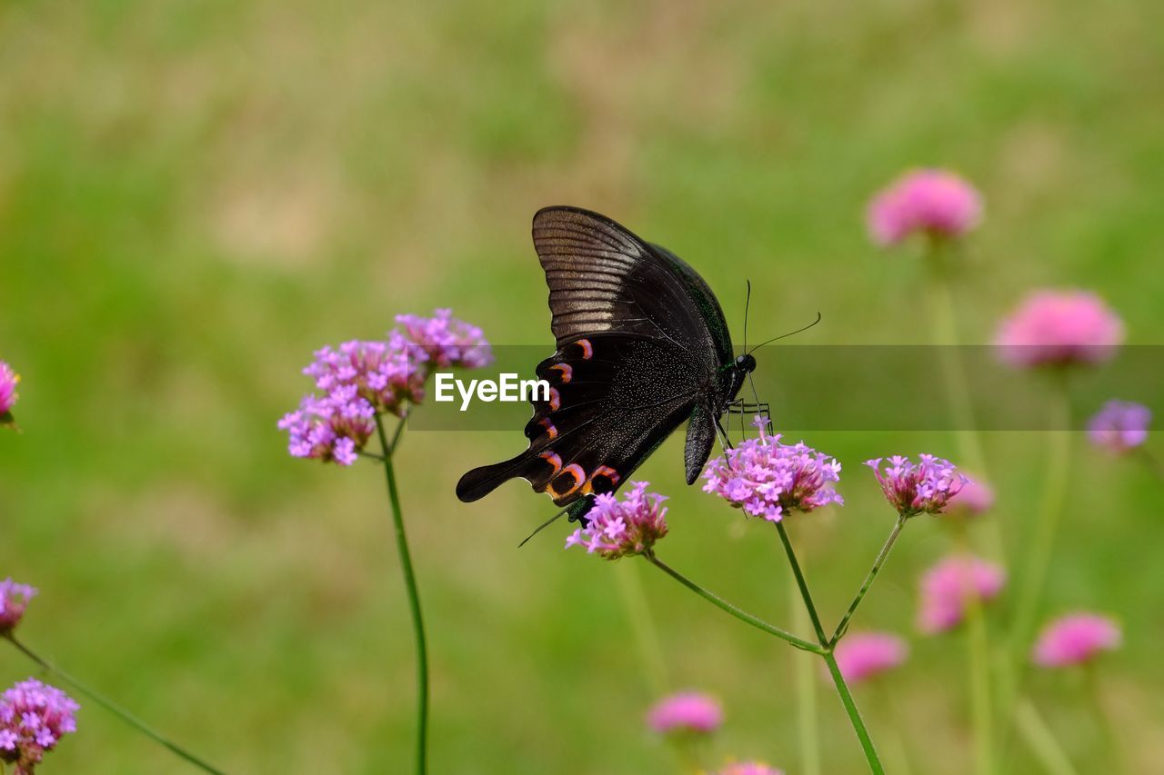 Butterfly pollinating on pink flower