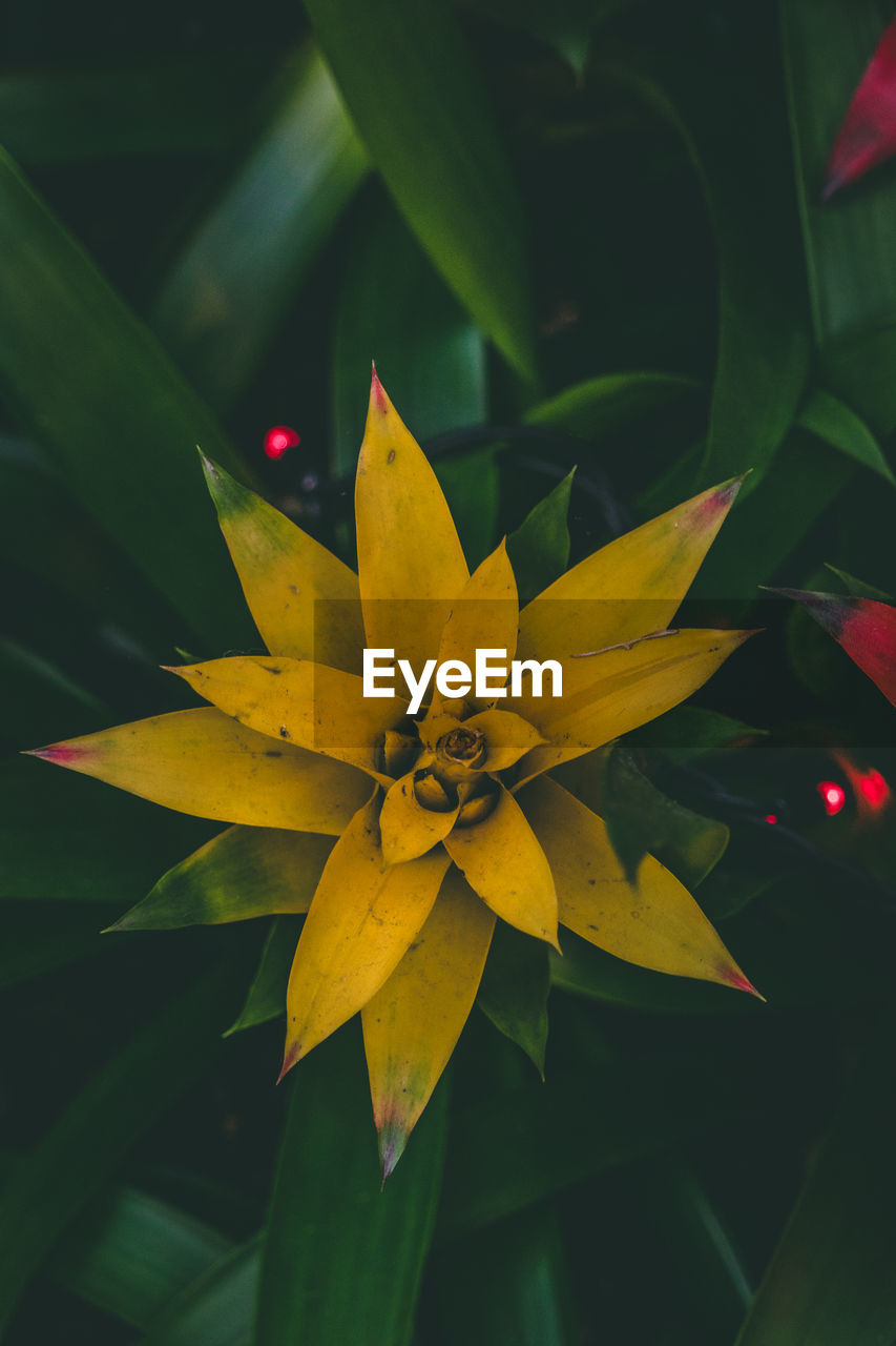 Close-up of yellow flowering plant