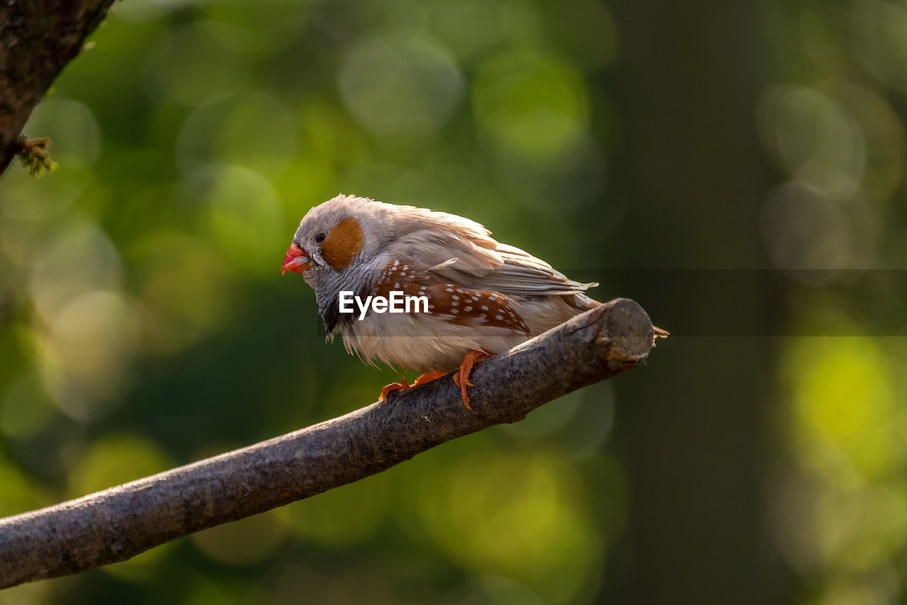 Zebra finch perching on a branch