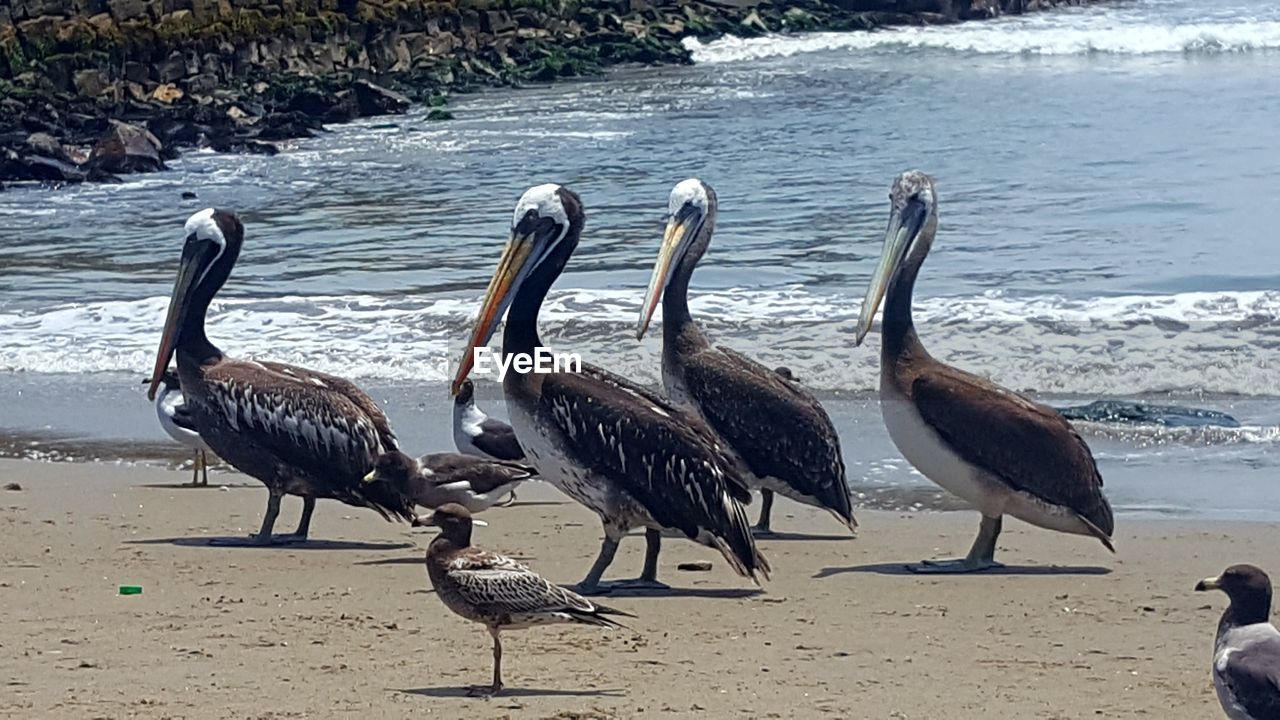 BIRDS AT BEACH