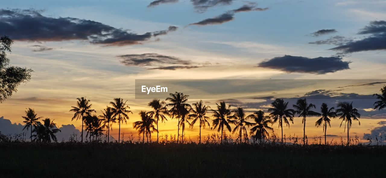 sky, sunset, environment, landscape, plant, cloud, tree, nature, beauty in nature, scenics - nature, savanna, land, tropical climate, horizon, sun, dusk, evening, twilight, silhouette, no people, field, travel destinations, tranquility, palm tree, agriculture, travel, dramatic sky, outdoors, rural scene, sunlight, plain, grass, tranquil scene, orange color, tourism, prairie, animal, natural environment, animal wildlife, non-urban scene, animal themes, water, multi colored, grassland, idyllic, forest, back lit, light - natural phenomenon, mountain, blue