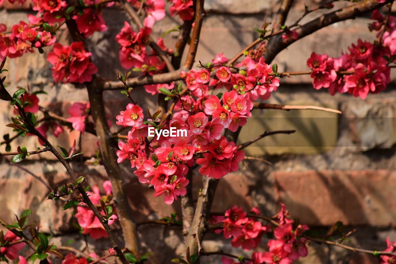 Close-up of pink cherry blossom