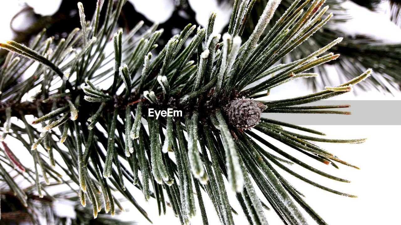 Close-up of pine tree