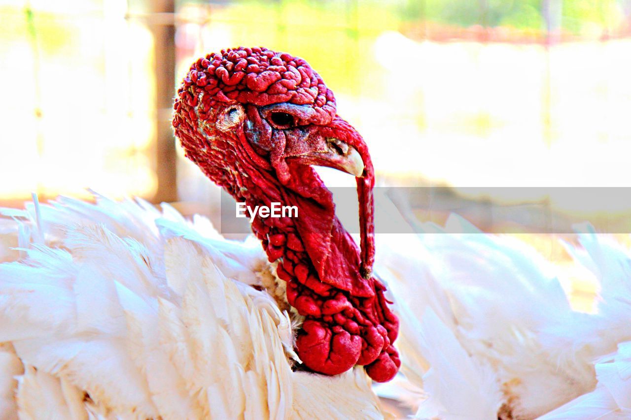Side view of white turkey