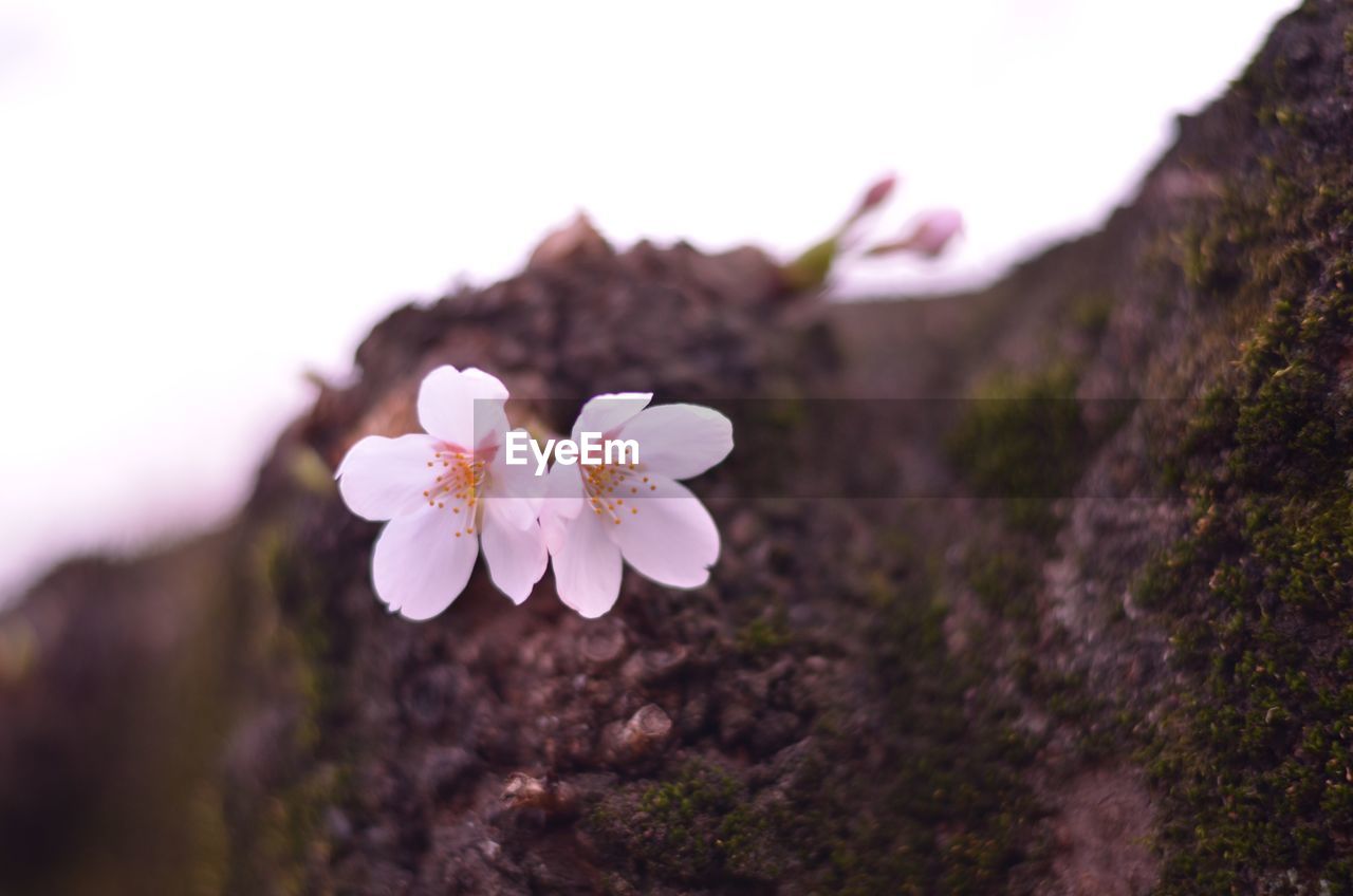 CLOSE-UP OF PINK FLOWERS BLOOMING