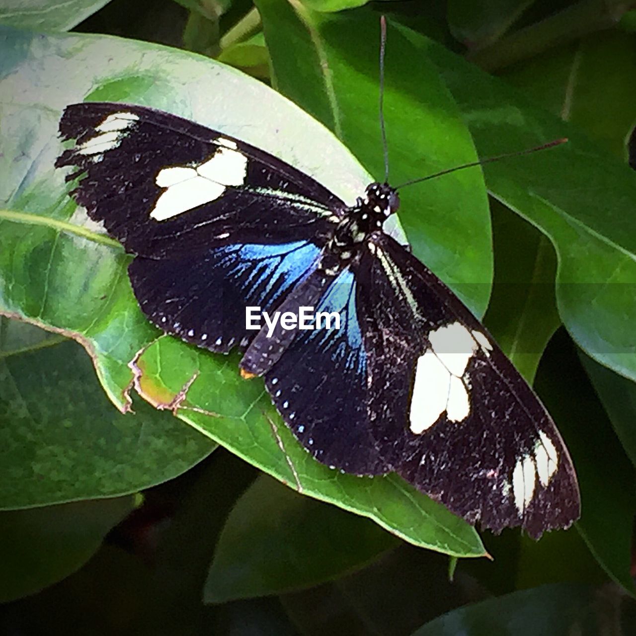 CLOSE-UP OF BUTTERFLY ON LEAF