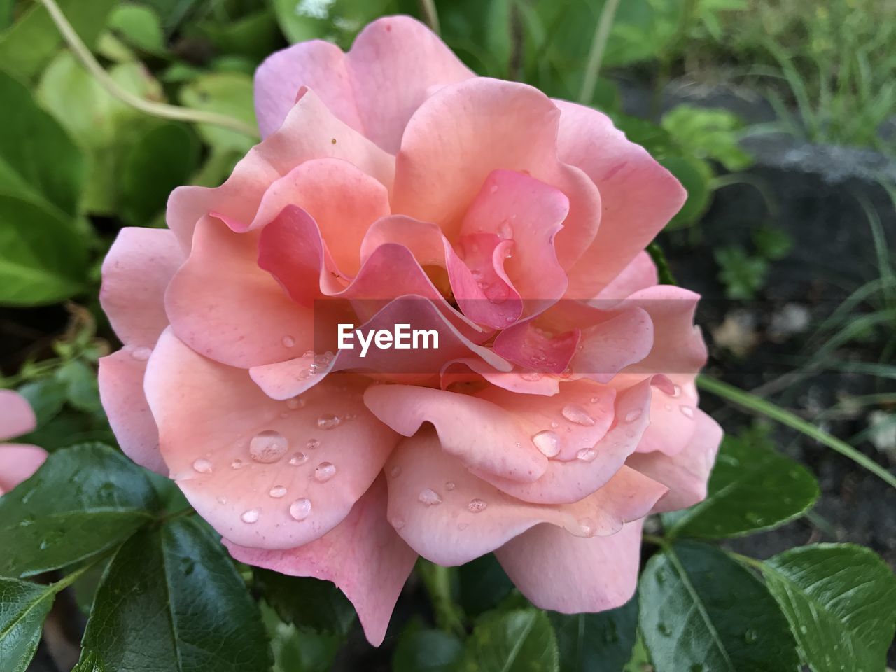 CLOSE-UP OF WET PINK ROSE