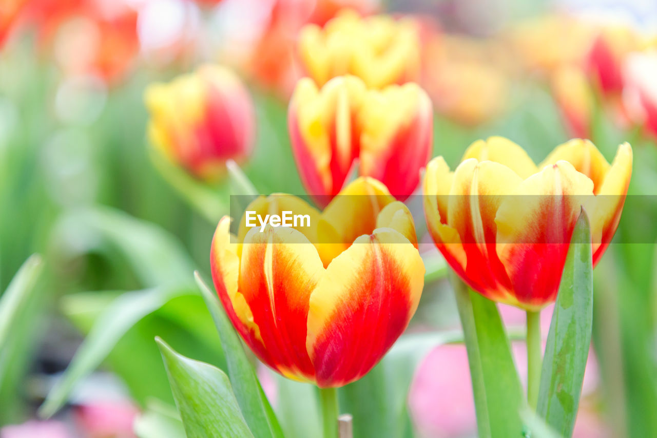 Close-up of red tulip