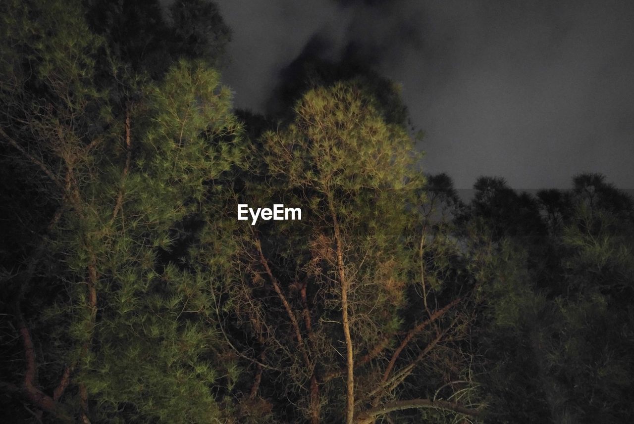 LOW ANGLE VIEW OF TREES IN FOREST AT NIGHT