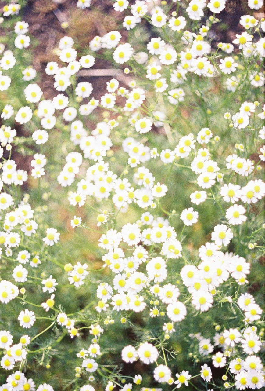 Full frame shot of white daisy flowers