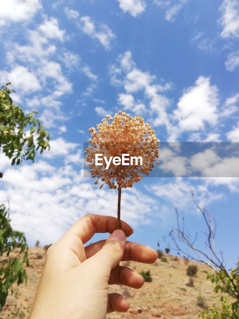 CLOSE-UP OF HAND HOLDING WHITE FLOWERING PLANT