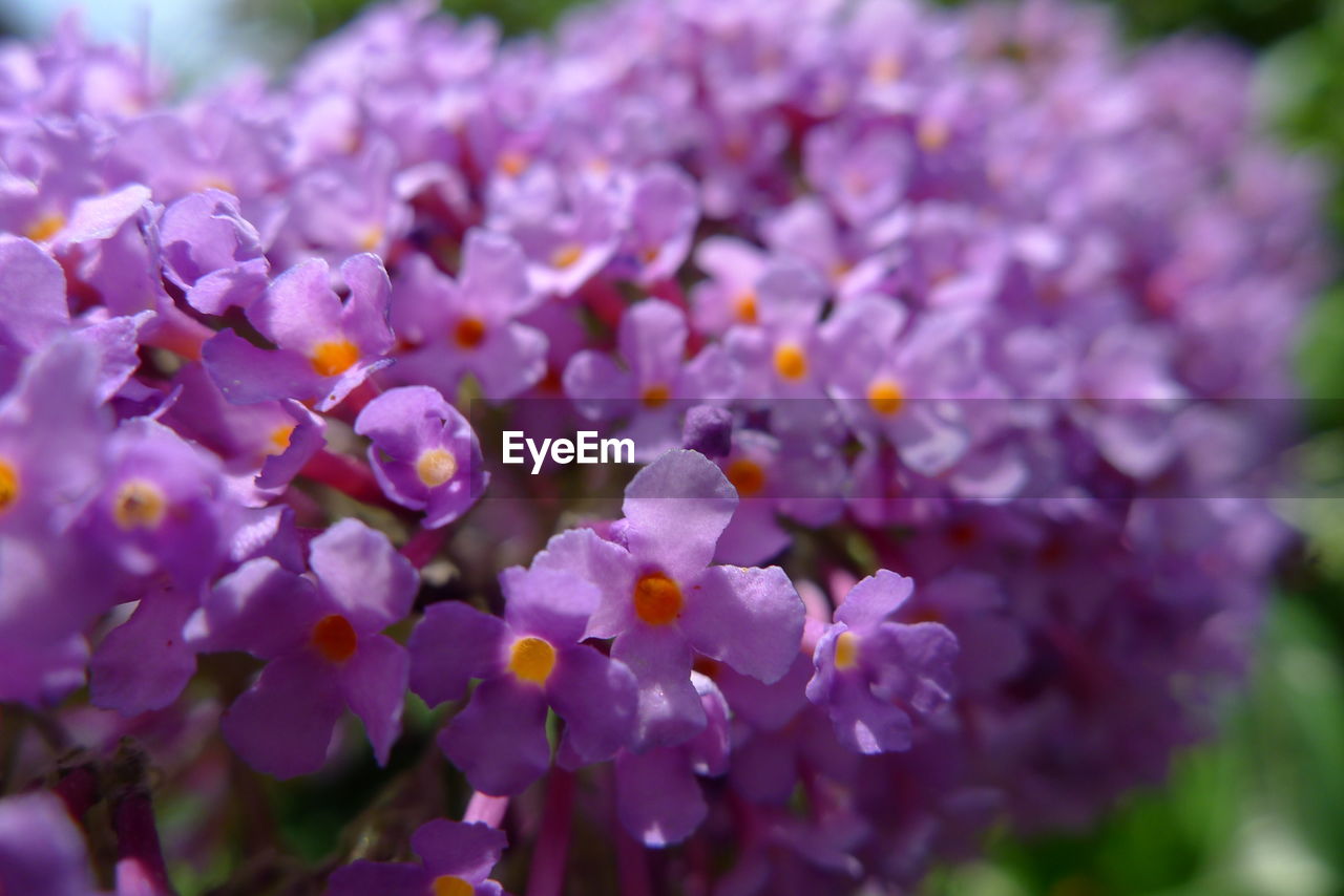 CLOSE-UP OF FRESH PURPLE FLOWERING PLANT