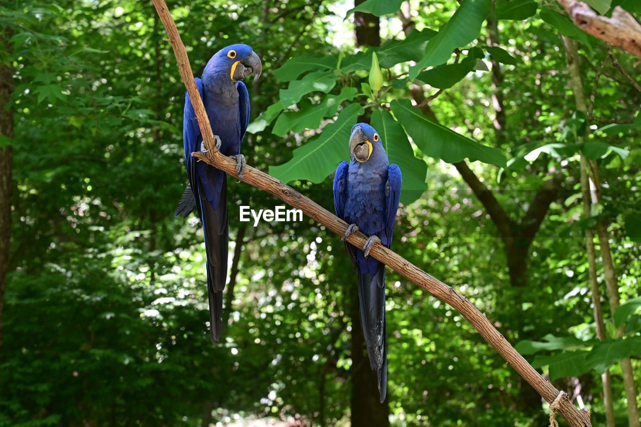 View of two birds on tree