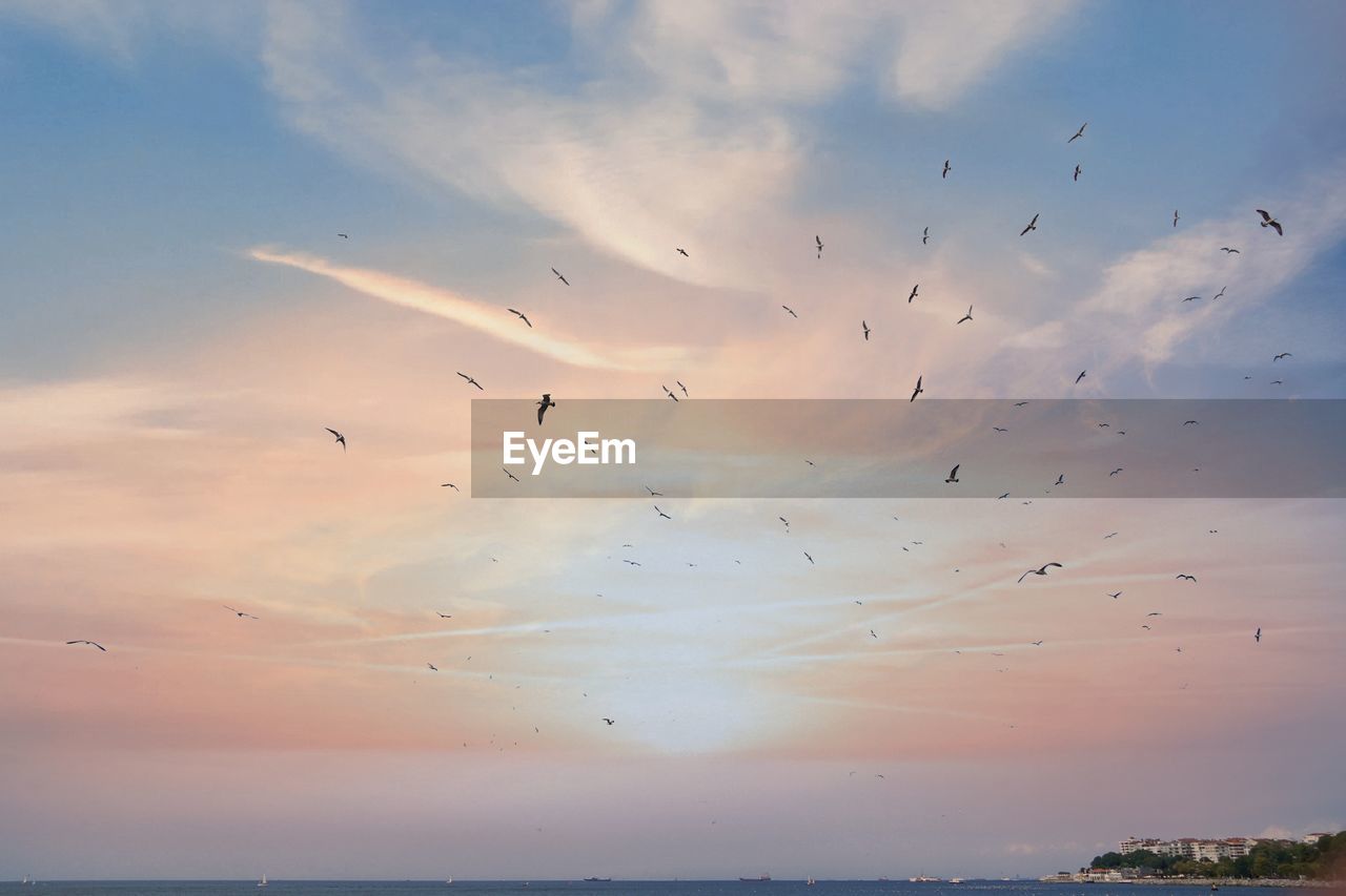 sky, animal, bird, animal themes, wildlife, animal wildlife, flying, large group of animals, water, cloud, sea, group of animals, sunset, flock of birds, nature, horizon, beauty in nature, flock, scenics - nature, no people, dusk, environment, motion, travel destinations, landscape, outdoors, silhouette, ocean, horizon over water, beach, mid-air, tranquility, land, travel, blue, dramatic sky, architecture, tranquil scene
