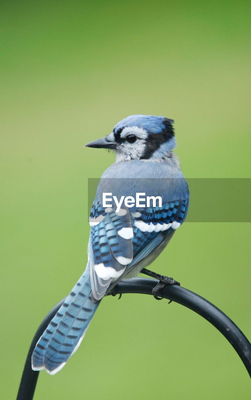 CLOSE-UP OF BIRD PERCHING ON METAL