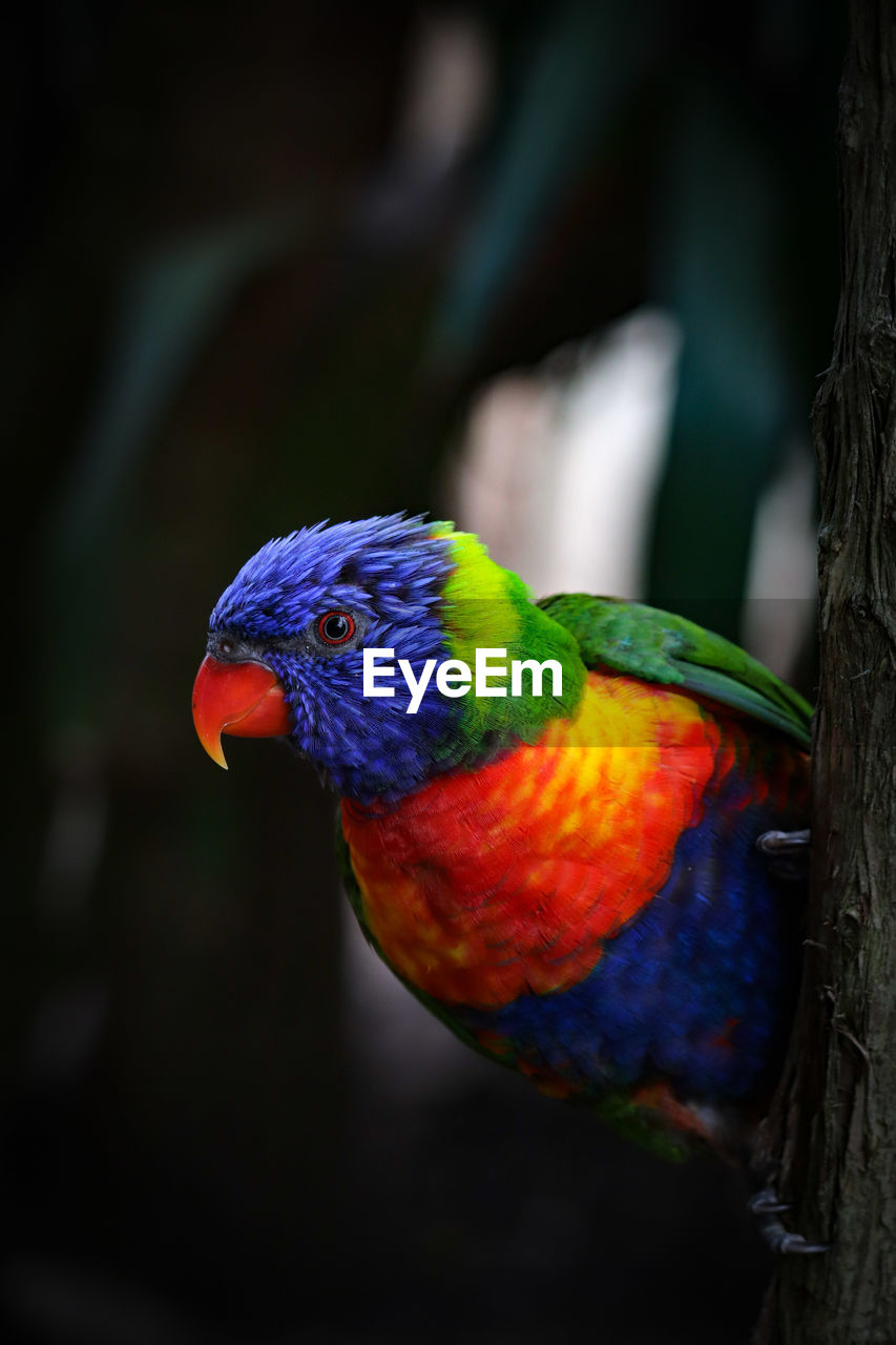 Curious rainbow lorikeet