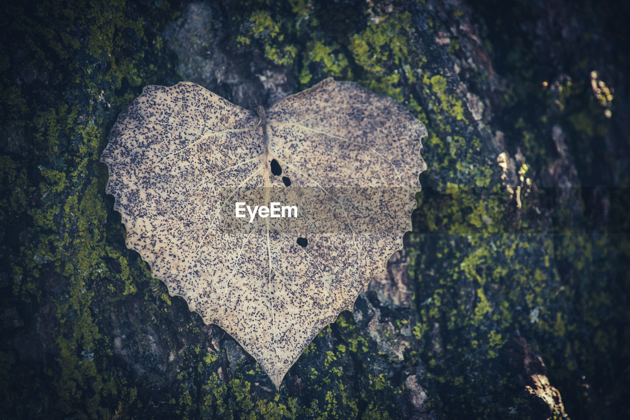 CLOSE-UP OF HEART SHAPE AND TREES