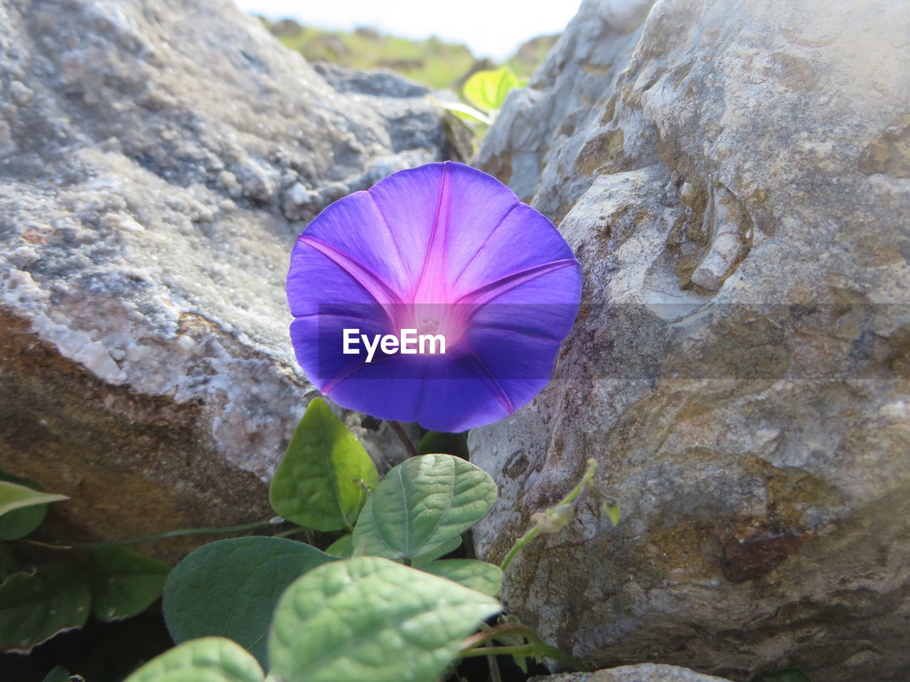 CLOSE-UP OF PURPLE CROCUS BLOOMING IN PLANT