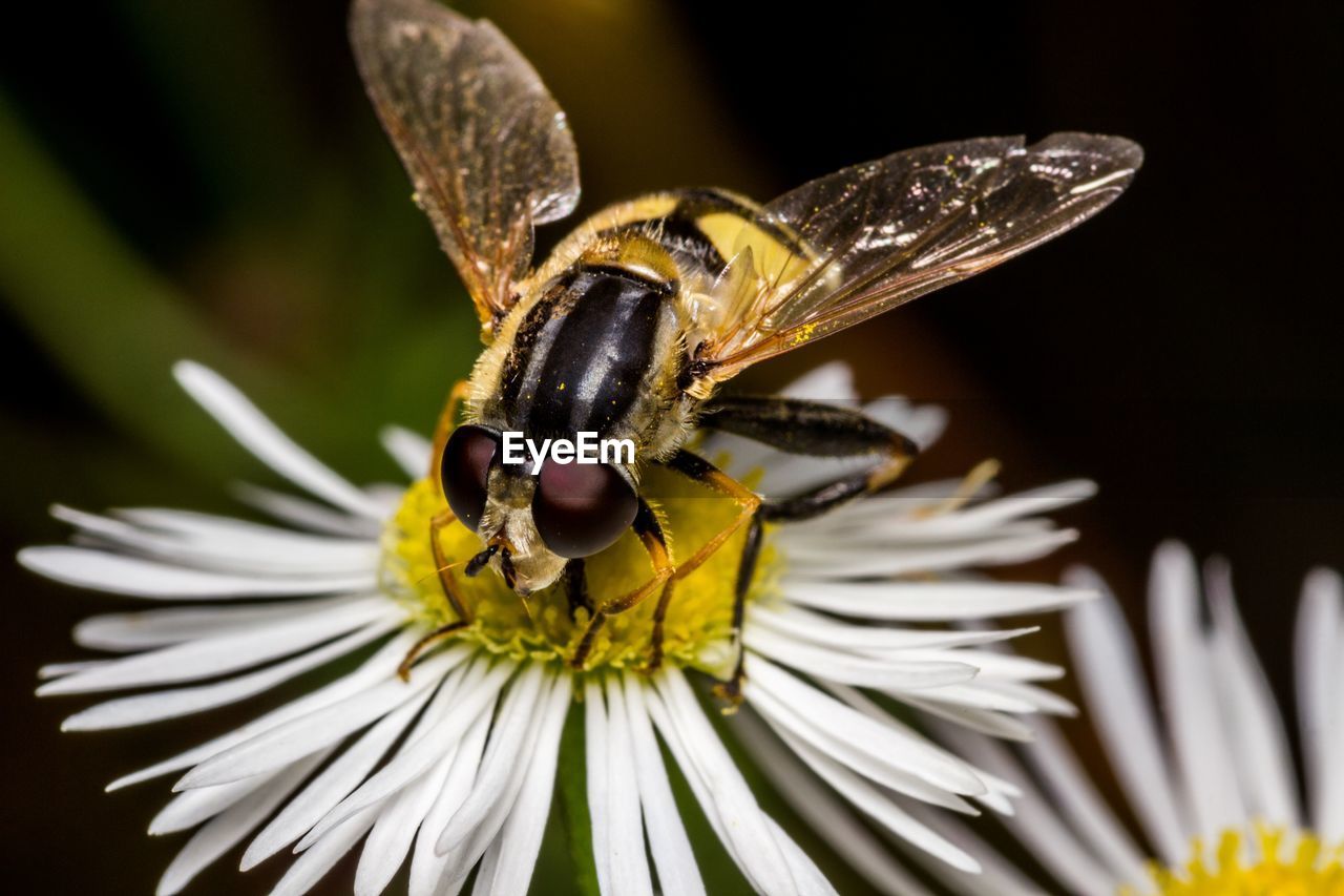 CLOSE-UP OF BEE POLLINATING ON FLOWER