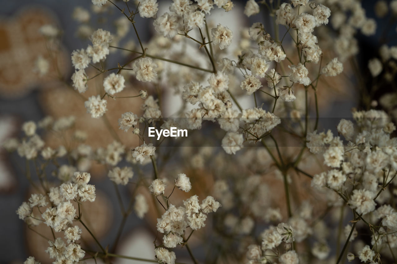 CLOSE-UP OF WHITE CHERRY BLOSSOMS