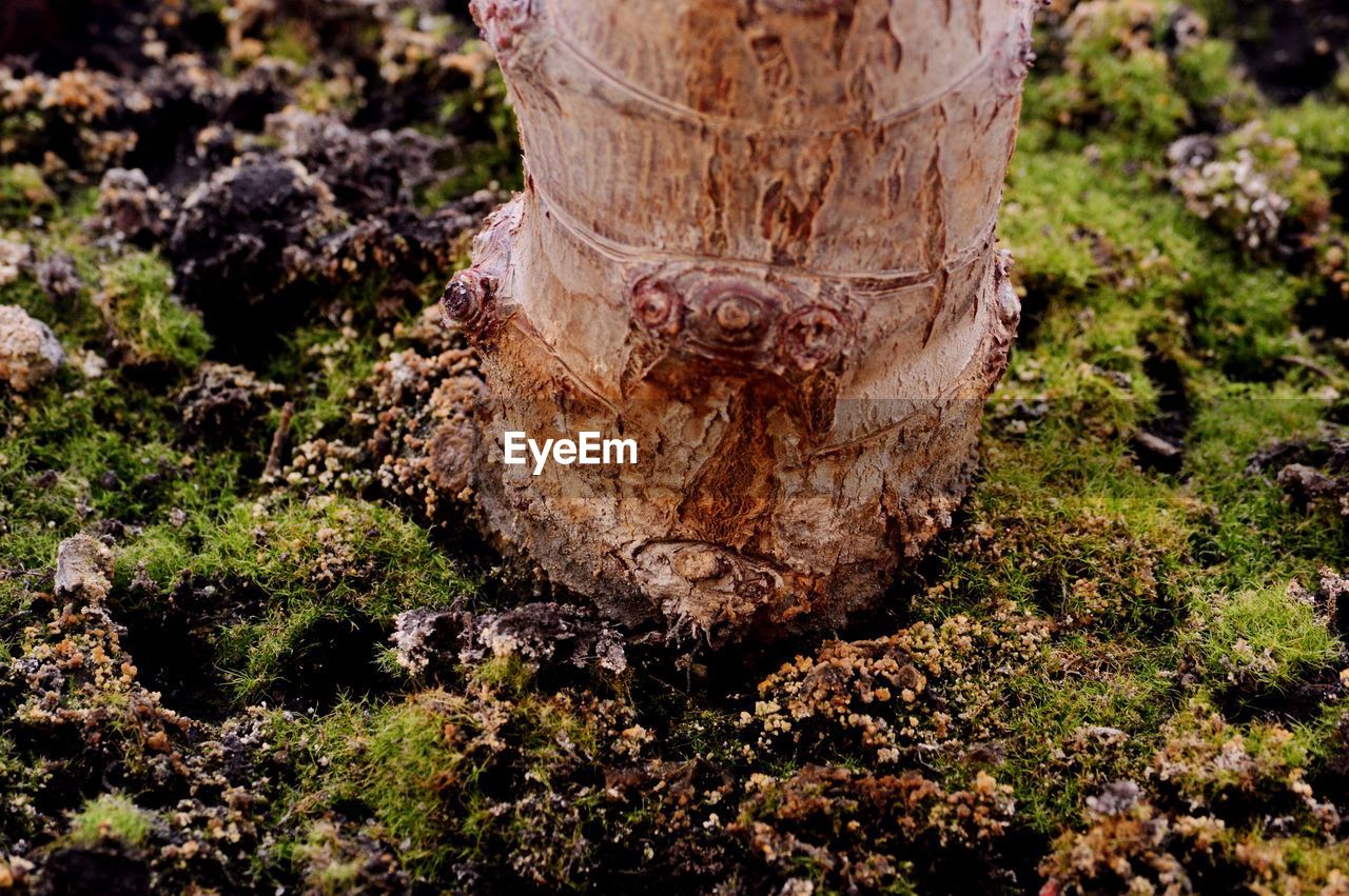 CLOSE-UP OF TREE TRUNK ON FIELD