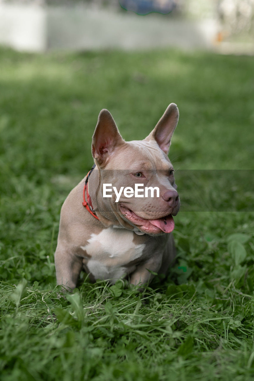 pet, animal themes, domestic animals, mammal, one animal, animal, dog, canine, grass, plant, bulldog, french bulldog, lap dog, nature, no people, carnivore, green, day, outdoors, selective focus, purebred dog, collar, portrait, looking