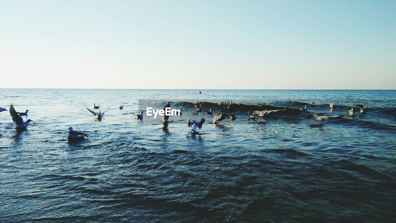 Birds flying over sea against clear sky