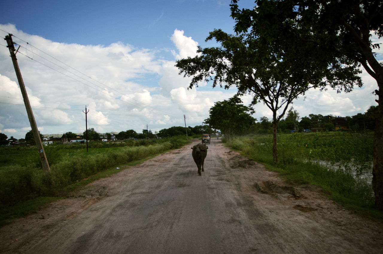 REAR VIEW OF WOMAN WALKING WITH DOG ON LANDSCAPE