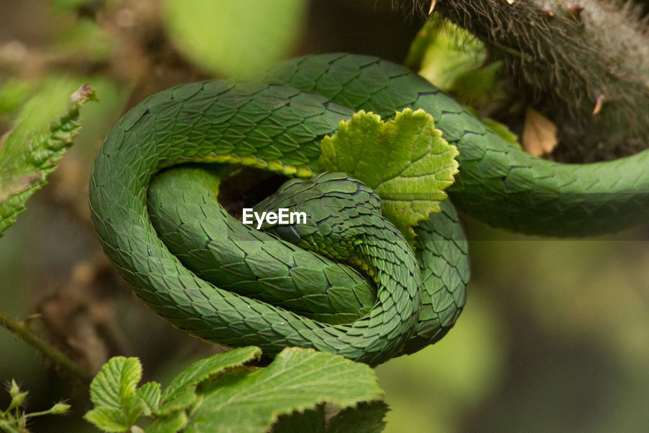 Close-up of green viper on branch in forest