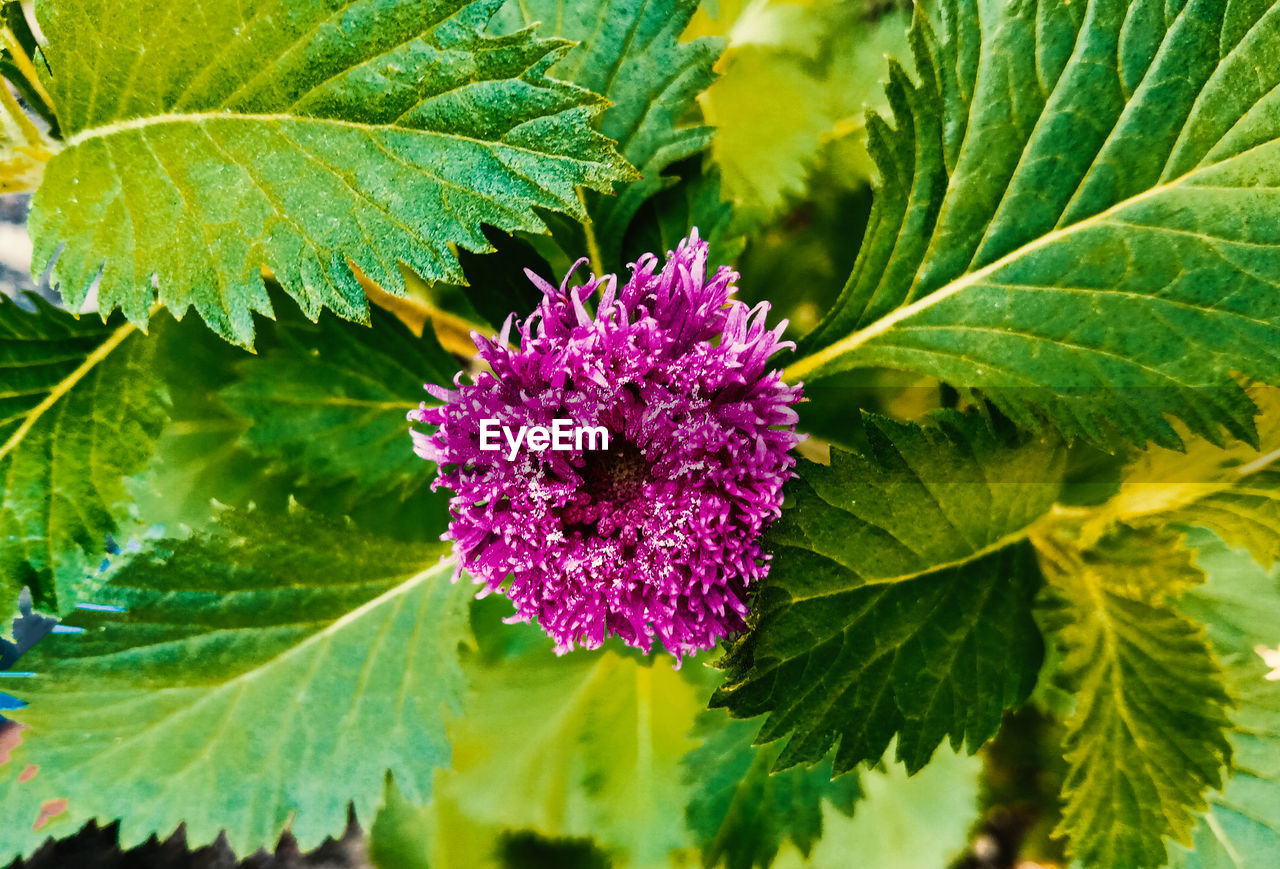 Close-up of purple flowering plant