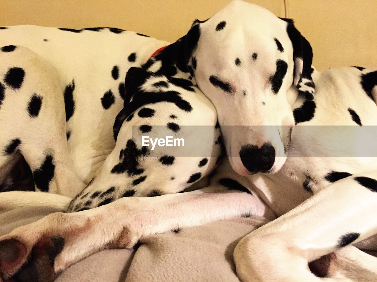 Close-up of dalmatian dogs relaxing on bed at home