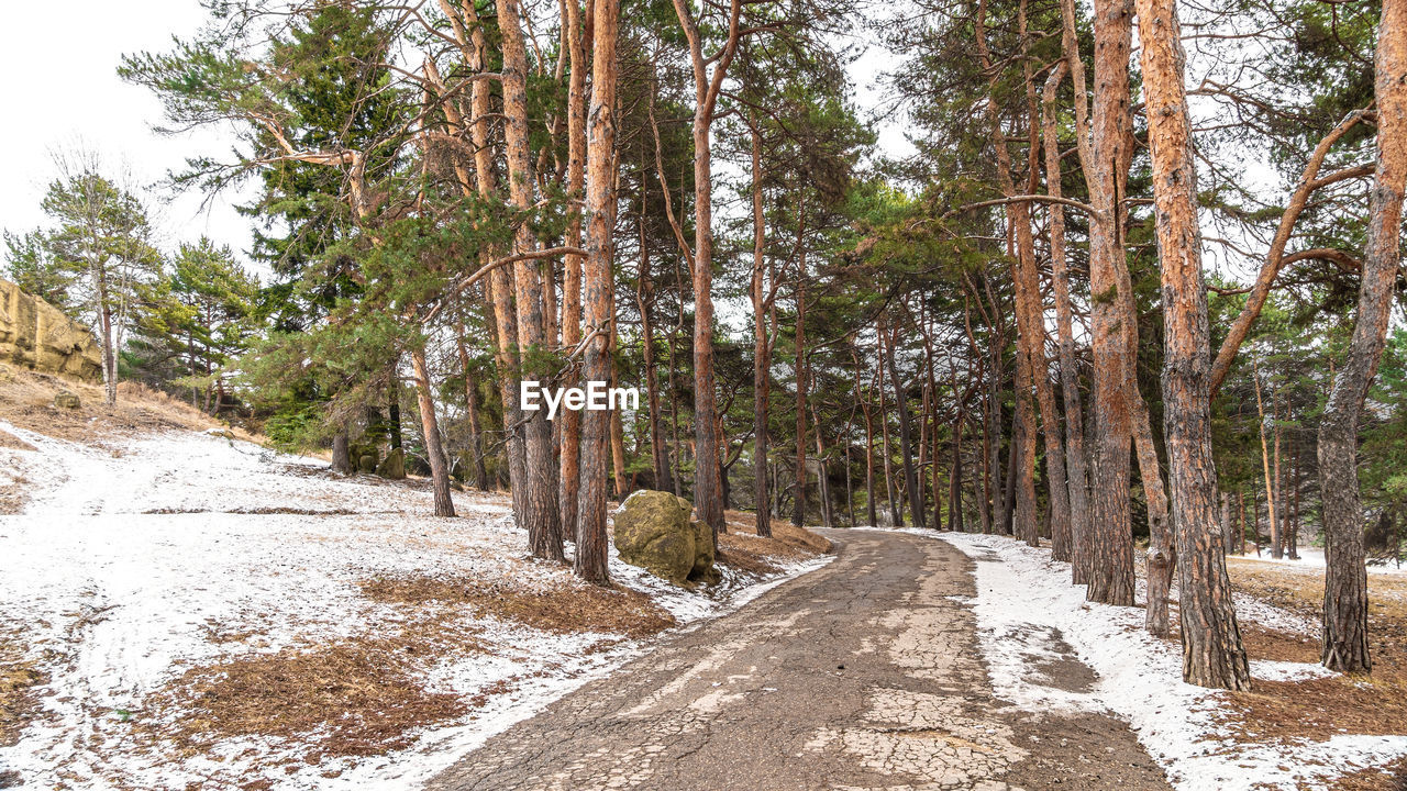 ROAD AMIDST TREES AND PLANTS GROWING IN FOREST