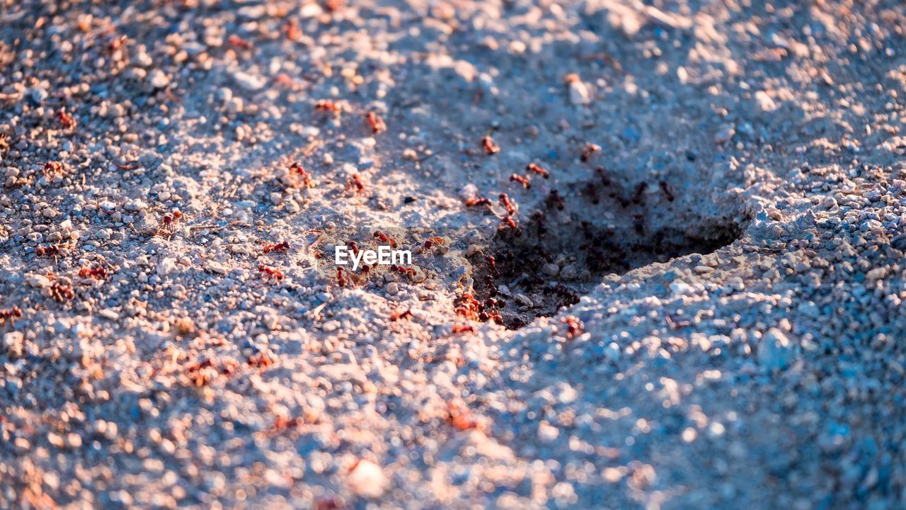 Red ants swarming