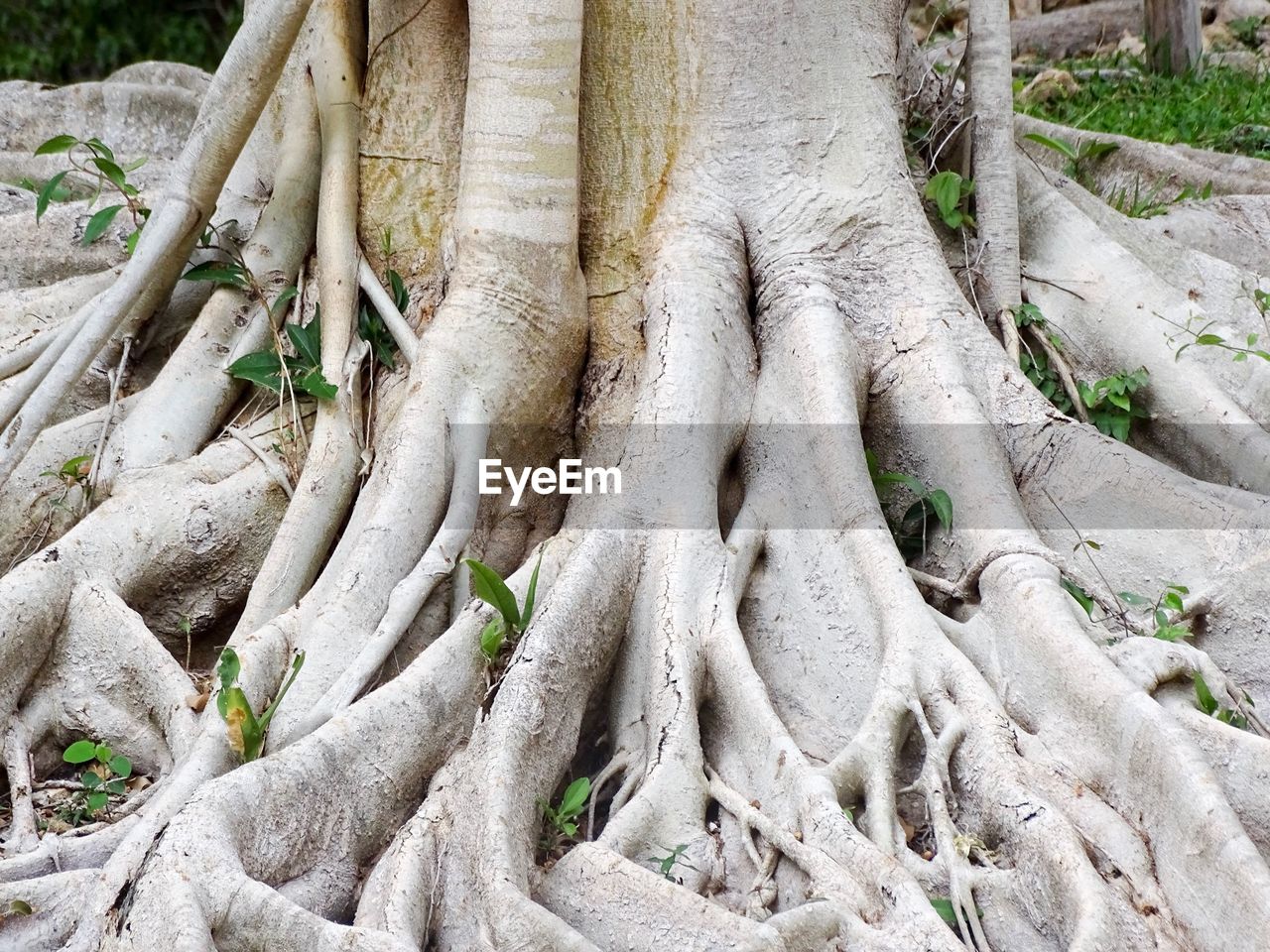 CLOSE-UP OF TREE ROOTS